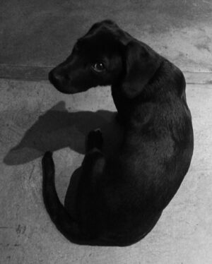 Francisca Gavilán Instagram - Rosa, hermosa perrita amada, llegaste en el momento mas oportuno de nuestras vidas hace 12 años, te fuiste en el momento menos esperado, pero llena de amor y acompañada de nosotros, gracias, gracias por todo 🌹fuiste una gran perra, compañera fiel de mis hijos y mía , del Vali también. Te echaremos mucho de menos, te amamos Rosa, La Rosa 🥹❤️❤️❤️‍🩹
Logramos ser buenas viejas amigas 💫✨♾️
Buen viaje Rosita………
Fotos de los niños Joaquín y Simón y mías.