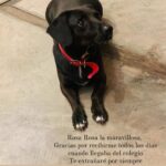 Francisca Gavilán Instagram - Rosa, hermosa perrita amada, llegaste en el momento mas oportuno de nuestras vidas hace 12 años, te fuiste en el momento menos esperado, pero llena de amor y acompañada de nosotros, gracias, gracias por todo 🌹fuiste una gran perra, compañera fiel de mis hijos y mía , del Vali también. Te echaremos mucho de menos, te amamos Rosa, La Rosa 🥹❤️❤️❤️‍🩹 Logramos ser buenas viejas amigas 💫✨♾️ Buen viaje Rosita……… Fotos de los niños Joaquín y Simón y mías.