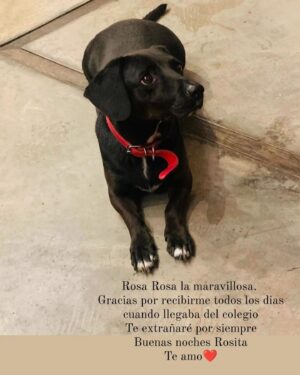 Francisca Gavilán Instagram - Rosa, hermosa perrita amada, llegaste en el momento mas oportuno de nuestras vidas hace 12 años, te fuiste en el momento menos esperado, pero llena de amor y acompañada de nosotros, gracias, gracias por todo 🌹fuiste una gran perra, compañera fiel de mis hijos y mía , del Vali también. Te echaremos mucho de menos, te amamos Rosa, La Rosa 🥹❤️❤️❤️‍🩹
Logramos ser buenas viejas amigas 💫✨♾️
Buen viaje Rosita………
Fotos de los niños Joaquín y Simón y mías.