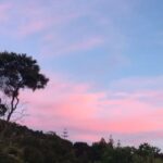 Frankie Adams Instagram – Our old treehouse