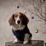 Freddie Ransome Instagram – happy holidays from fruff and crew 🎅🏾🎄.

photos by @bexxfrancois