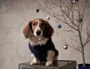 Freddie Ransome Instagram - happy holidays from fruff and crew 🎅🏾🎄.

photos by @bexxfrancois