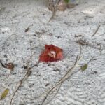 Freya Nightingale Instagram - Swipe for a hermie in a flower 🌸
