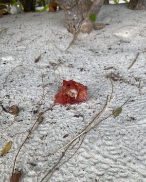 Freya Nightingale Instagram - Swipe for a hermie in a flower 🌸