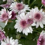 Gülşen Bubikoğlu Instagram – Sonbahar habercileri , krizantemler🌸