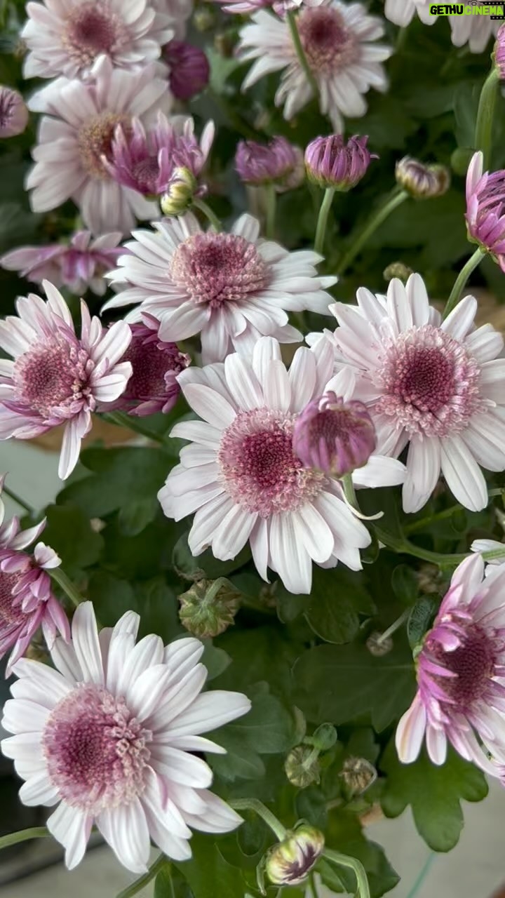 Gülşen Bubikoğlu - 1.9K Likes - Sonbahar habercileri , krizantemler🌸