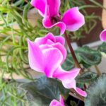 Gülşen Bubikoğlu Instagram –
