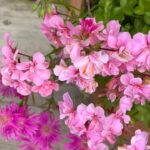 Gülşen Bubikoğlu Instagram - 🌸🌺