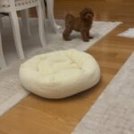 Gülden Avşaroğlu Instagram - Dialoglu köpek lazımsa 🤣 Çocuk dile geldi 🤣 Mochi 😝 @asil.yavrular 🍀