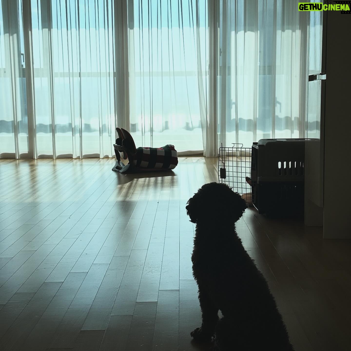 Gabee Instagram - AKA 착한강아지 포니🐴🫶 강아지를 입양하는것에 있어서 정말 많은 고민끝에 드디어 결심하였습니다🙌🏻 1월에 서울 동물복지 지원센터를 통해서 포니를 입양하게 되었는데요, 아직은 엄마(me) 밖에 모르는 엄마(me)껌딱지 포니랍니다🤭 처음 만났을때 마르고 조랑말 같아서 포니라고 이름짓게 되었어요. 입양스토리는 제 유튜브 ‘가비걸’에 브이로그로 올려놨어용✌️ 라치카 신년운세 콘텐츠도 같이 편집했으니까 재미있게 봐주세요☺️ 꺄! 해피 뉴이어 새해복 많이 받으시와요🧧 Gabeegal & #poneeboi