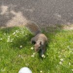 Gaia Girace Instagram – 🐿️🐿️🐿️
