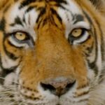 Gangavva Instagram - Public petition to #SaveTheTigers. P.S. Watch at your own risk ⚠ Coming soon only on @DisneyPlusHSTel. @preyadarshe @a.gomatam @chaitanyakrishna @jordarsujatha @deviyyani @pavani_gangireddy @gangavva @sunainatheoriginal @teja.kakumanu @mahivraghav @Pradeep.advaitham @Vishweshwarsv @arasada.ajay @Shravan.katikaneni @Venuyelandi9 @Harshamurutham @Actressrohini @gully_boy_saddam_hussain