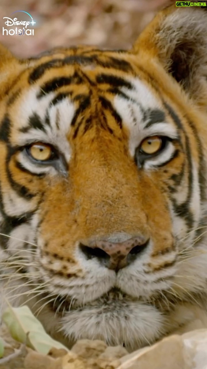 Gangavva Instagram - Public petition to #SaveTheTigers. P.S. Watch at your own risk ⚠ Coming soon only on @DisneyPlusHSTel. @preyadarshe @a.gomatam @chaitanyakrishna @jordarsujatha @deviyyani @pavani_gangireddy @gangavva @sunainatheoriginal @teja.kakumanu @mahivraghav @Pradeep.advaitham @Vishweshwarsv @arasada.ajay @Shravan.katikaneni @Venuyelandi9 @Harshamurutham @Actressrohini @gully_boy_saddam_hussain