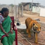 Gangavva Instagram - 🐯🐅