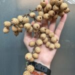 Garima Arora Instagram - Name the fruit! Have you tried it before? How did you use it? 🧐