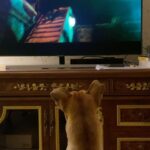 Garima Arora Instagram - John wick X aloo . Thought I’d get a dog that likes to read 🤓. Got a dog that loves Netflix. 😎