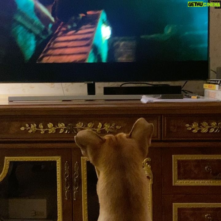 Garima Arora Instagram - John wick X aloo . Thought Iād get a dog that likes to read š¤. Got a dog that loves Netflix. š