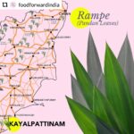 Garima Arora Instagram - I always wondered why Thailand made the perfect backdrop to explore modern indian flavors and techniques. Head over to @foodforwardindia to know more. - - - - - - INGREDIENT Rampe (Pandan Leaves}⁠ ⁠ ⚓Right from pre-historic times the south of India has had many cultural and culinary exchanges with South East Asia through trade. ⁠ ⁠ 🍜Not just food & ingredients, but the exchange of ideas, cooking techniques and utensils also took place. This exchange is reflected in language where similar words for relating dishes/ingredients are used across these countries.⁠ ⁠ 🌿One example is that of the Pandan leaf. Around the town of Kayalpattinam, Pandan, known as Rampe is cooked with in many dishes. ⁠ ⁠ 🤝Through archaeobotanical evidence, Sangam literature and trade guilds, @vasunthara.r guides us through more such culinary exchanges between Tamil Nadu and South East Asia.⁠ hear her talk on @foodforwardindia IGTV ⁠ 📺#Staytuned for a two-part IGTV Series!⁠ ⁠ #tamilnadu #VirtualEscape #Pandan #trade #Indonesia #TradeGuilds #Kayalipattinam #VirtualEscapeTamilNadu #chennai #IncredibleIndia #TamilNaduTourism #Culinaryexchange #FoodTrade #Rampe #language #documentingindianfood #indianfood #foodofindia #foodforwardindia #cntravellerindia #natgeotravellerindia #influencesonindianfood #exploringindia #exploringtamilnadu @enchantingtamilnadu @incredibleindia ⁠ ⁠