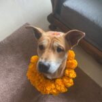 Garima Arora Instagram - Kukar Tihar! We incorporated the Nepali tradition of showering your dogs with flowers and treats as part of our Diwali celebrations last year and kept it going this year too. Aloo Ofcourse loved the ghee paranthas for breakfast and for us we could think of no cuter way to say thank you to our loyal fury friend!