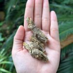 Garima Arora Instagram - Gandhrayni: native to the Indian Himalayan Region ..have you tired this flavoring root? It’s celeriac like notes have us mesmerized in the kitchen.