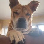 Garima Arora Instagram - When you come home a week later smelling of another dog!