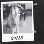 Gauthami Jadav Instagram - QUEEN😍COFFEE😍HAPPY😍 #pet #petlove #goldenretriever #petfamily
