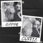 Gauthami Jadav Instagram - QUEEN😍COFFEE😍HAPPY😍 #pet #petlove #goldenretriever #petfamily