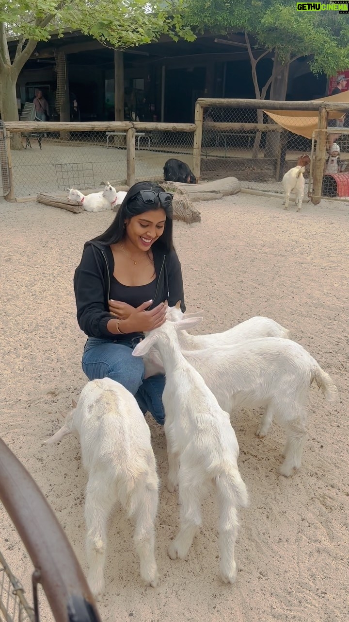 Gayathri Reddy Instagram - Goat babies. They ate my hair, chewed on my clothes and tried to eat my watch as well. It was fun.