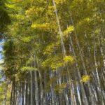 Gelsea Mae Instagram - Lost in the enchanting whispers of Arashiyama bamboo forest 🌿✨ - - #arashiyamabambooforest #bambooforestkyoto #bambooforest #honeymoon #honeymoondestination #honeymoontime #japan #tokyo #ueno #uenopark #uenoparktokyo #tokyotokyo #tokyojapan #tokyotower #tokyofood #tokyofoodie #japanfood #japanlife #japanculture #japanphotography #kyotobambooforest #tokyotravel #osaka #japanawaits #japanfoods #cherryblossomseason #japancherryblossom #japancherryblossoms #kyoto