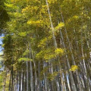 Gelsea Mae Instagram - Lost in the enchanting whispers of Arashiyama bamboo forest 🌿✨ 
-
-
#arashiyamabambooforest #bambooforestkyoto #bambooforest 
#honeymoon #honeymoondestination #honeymoontime #japan #tokyo #ueno #uenopark #uenoparktokyo #tokyotokyo #tokyojapan #tokyotower #tokyofood #tokyofoodie #japanfood #japanlife #japanculture #japanphotography #kyotobambooforest #tokyotravel #osaka #japanawaits #japanfoods #cherryblossomseason #japancherryblossom #japancherryblossoms #kyoto
