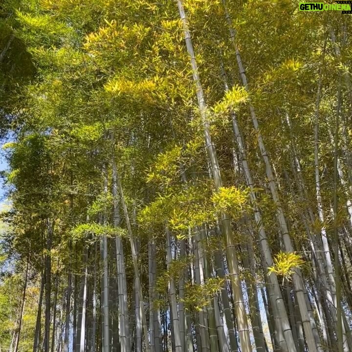 Gelsea Mae - 3 Likes - Lost in the enchanting whispers of Arashiyama bamboo forest ๐ฟโจ
-
-
#arashiyamabambooforest #bambooforestkyoto #bambooforest
#honeymoon #honeymoondestination #honeymoontime #japan #tokyo #ueno #uenopark #uenoparktokyo #tokyotokyo #tokyojapan #tokyotower #tokyofood #tokyofoodie #japanfood #japanlife #japanculture #japanphotography #kyotobambooforest #tokyotravel #osaka #japanawaits #japanfoods #cherryblossomseason #japancherryblossom #japancherryblossoms #kyoto