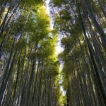 Gelsea Mae Instagram - Lost in the enchanting whispers of Arashiyama bamboo forest 🌿✨ - - #arashiyamabambooforest #bambooforestkyoto #bambooforest #honeymoon #honeymoondestination #honeymoontime #japan #tokyo #ueno #uenopark #uenoparktokyo #tokyotokyo #tokyojapan #tokyotower #tokyofood #tokyofoodie #japanfood #japanlife #japanculture #japanphotography #kyotobambooforest #tokyotravel #osaka #japanawaits #japanfoods #cherryblossomseason #japancherryblossom #japancherryblossoms #kyoto