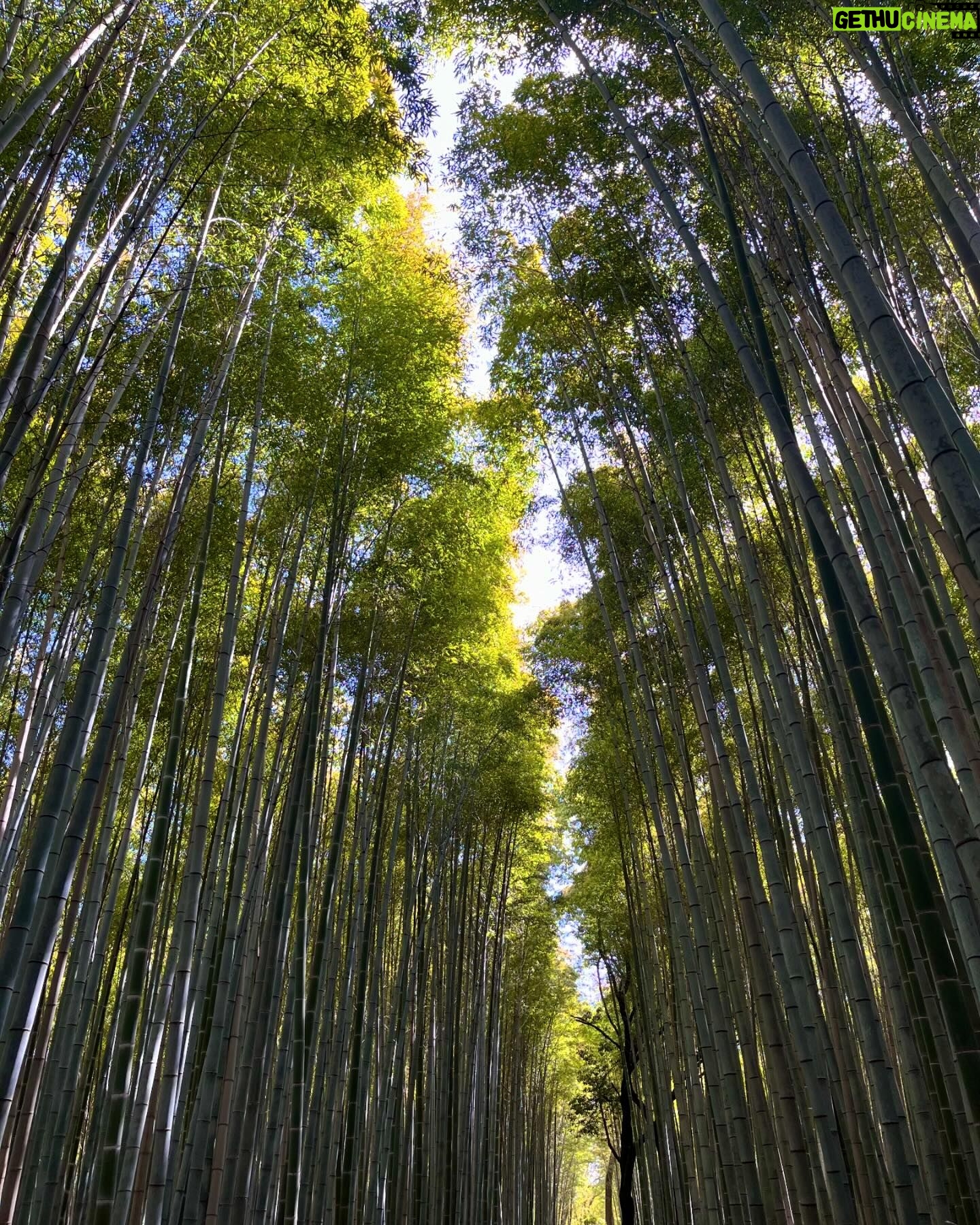 Gelsea Mae - 3 Likes - Lost in the enchanting whispers of Arashiyama bamboo forest ๐ฟโจ
-
-
#arashiyamabambooforest #bambooforestkyoto #bambooforest
#honeymoon #honeymoondestination #honeymoontime #japan #tokyo #ueno #uenopark #uenoparktokyo #tokyotokyo #tokyojapan #tokyotower #tokyofood #tokyofoodie #japanfood #japanlife #japanculture #japanphotography #kyotobambooforest #tokyotravel #osaka #japanawaits #japanfoods #cherryblossomseason #japancherryblossom #japancherryblossoms #kyoto