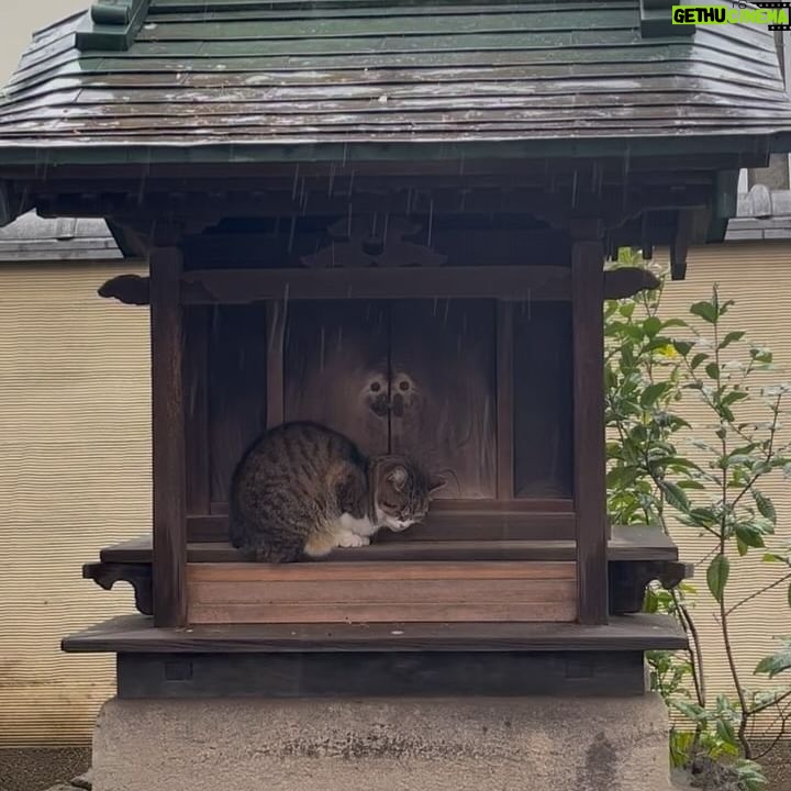 Gelsea Mae - 3 Likes - Japan Honeymoon Pt 1 ๐ธ๐ฃ๐๐ค๐๐ฏ๐ต
-
-
#honeymoon #honeymoondestination #honeymoontime #honeymoontrip #japan #tokyo #ueno #uenopark #uenoparktokyo #tokyotokyo #tokyojapan #tokyotower #tokyofood #tokyofoodie #japanfood #japanlife #japanculture #japanphotography #honeymooning #tokyotravel #uenoexperience #uenoyama #osaka #japanawaits #japanfoods #cherryblossomseason #japancherryblossom #japancherryblossoms #japancherryblossoms2024 #kyoto