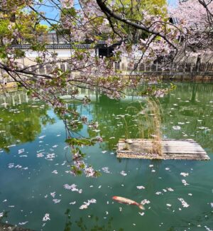 Gelsea Mae Instagram - Japan Honeymoon Pt 1 🌸🍣🍜🍤👘🇯🇵

-
-
#honeymoon #honeymoondestination #honeymoontime #honeymoontrip #japan #tokyo #ueno #uenopark #uenoparktokyo #tokyotokyo #tokyojapan #tokyotower #tokyofood #tokyofoodie #japanfood #japanlife #japanculture #japanphotography #honeymooning #tokyotravel #uenoexperience #uenoyama #osaka #japanawaits #japanfoods #cherryblossomseason #japancherryblossom #japancherryblossoms #japancherryblossoms2024 #kyoto