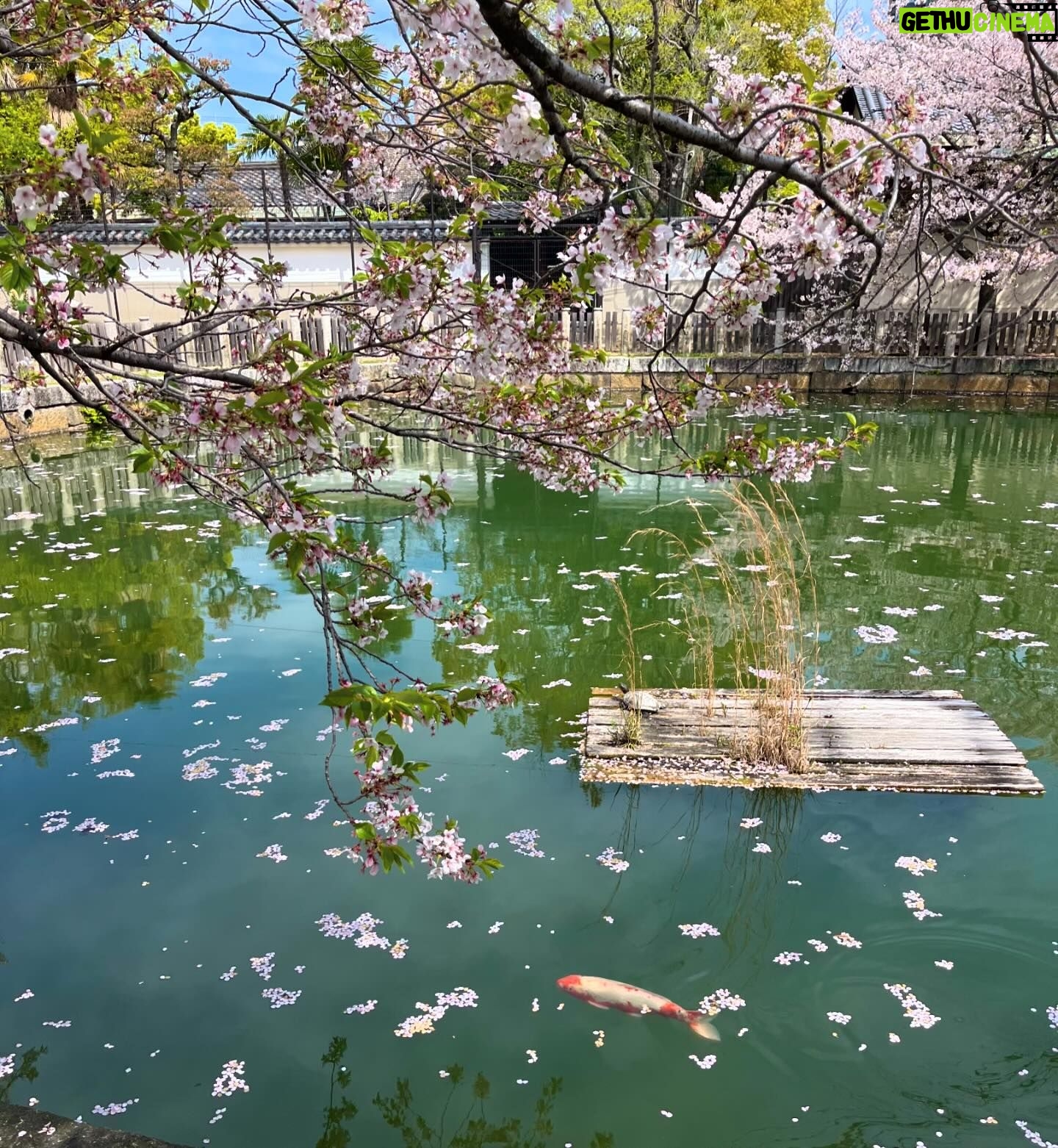 Gelsea Mae - 3 Likes - Japan Honeymoon Pt 1 ๐ธ๐ฃ๐๐ค๐๐ฏ๐ต
-
-
#honeymoon #honeymoondestination #honeymoontime #honeymoontrip #japan #tokyo #ueno #uenopark #uenoparktokyo #tokyotokyo #tokyojapan #tokyotower #tokyofood #tokyofoodie #japanfood #japanlife #japanculture #japanphotography #honeymooning #tokyotravel #uenoexperience #uenoyama #osaka #japanawaits #japanfoods #cherryblossomseason #japancherryblossom #japancherryblossoms #japancherryblossoms2024 #kyoto