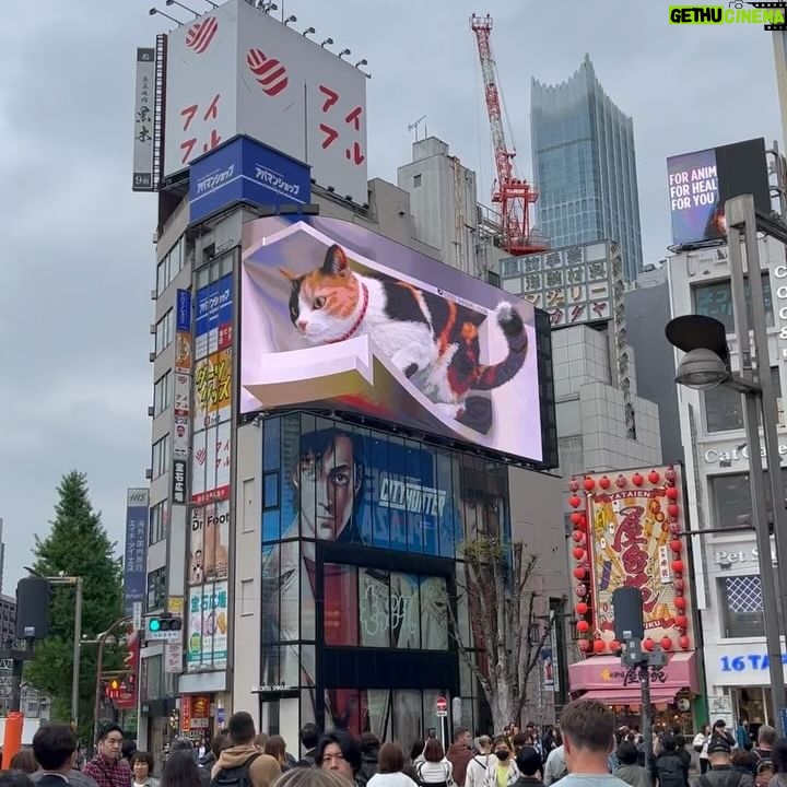 Gelsea Mae - 3 Likes - Japan Honeymoon Pt 3 ๐ธ๐ฃ๐๐ค๐๐ฏ๐ต
-
-
#honeymoon #honeymoondestination #honeymoontime #honeymoontrip #japan #tokyo #ueno #uenopark #uenoparktokyo #tokyotokyo #tokyojapan #tokyotower #tokyofood #tokyofoodie #japanfood #japanlife #japanculture #japanphotography #honeymooning #tokyotravel #uenoexperience #uenoyama #osaka #japanawaits #japanfoods #cherryblossomseason #japancherryblossom #japancherryblossoms #japancherryblossoms2024 #kyoto