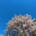Gelsea Mae Instagram – Japan Honeymoon Pt 2 šøš£šš¤ššÆšµ
–
–
#honeymoon #honeymoondestination #honeymoontime #honeymoontrip #japan #tokyo #ueno #uenopark #uenoparktokyo #tokyotokyo #tokyojapan #tokyotower #tokyofood #tokyofoodie #japanfood #japanlife #japanculture #japanphotography #honeymooning #tokyotravel #uenoexperience #uenoyama #osaka #japanawaits #japanfoods #cherryblossomseason #japancherryblossom #japancherryblossoms #japancherryblossoms2024 #kyoto