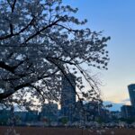 Gelsea Mae Instagram - Honeymoonin’ amidst cherry blossoms in full bloom, with our bellies full of sushi and ramen, and savoring the coolest views. Japan you’re an absolute dream! 🌸🍣🍜✨ - - - #honeymoon #honeymoondestination #honeymoontime #honeymoontrip #japan #tokyo #ueno #uenopark #uenoparktokyo #tokyotokyo #tokyojapan #tokyotower #tokyofood #tokyofoodie #japanfood #japanlife #japanculture #japanphotography #honeymooning #tokyotravel #uenoexperience #uenoyama #uenostation #japanawaits #japanfoods #cherryblossomseason #japancherryblossom #japancherryblossoms #japancherryblossoms2024 #shrine