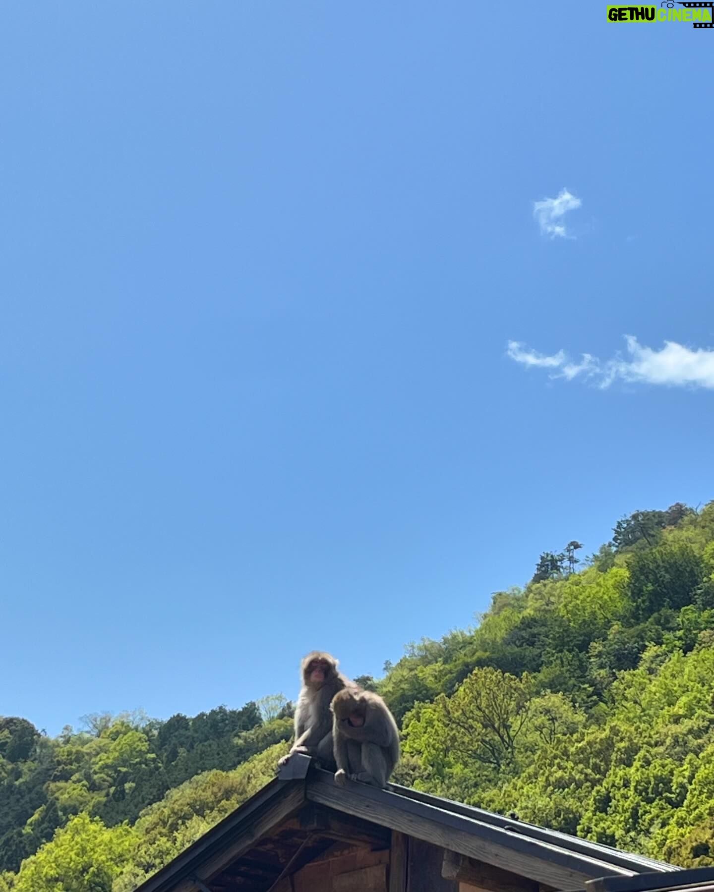 Gelsea Mae - 3 Likes - Japan Honeymoon Pt 2 ๐ธ๐ฃ๐๐ค๐๐ฏ๐ต
-
-
#honeymoon #honeymoondestination #honeymoontime #honeymoontrip #japan #tokyo #ueno #uenopark #uenoparktokyo #tokyotokyo #tokyojapan #tokyotower #tokyofood #tokyofoodie #japanfood #japanlife #japanculture #japanphotography #honeymooning #tokyotravel #uenoexperience #uenoyama #osaka #japanawaits #japanfoods #cherryblossomseason #japancherryblossom #japancherryblossoms #japancherryblossoms2024 #kyoto