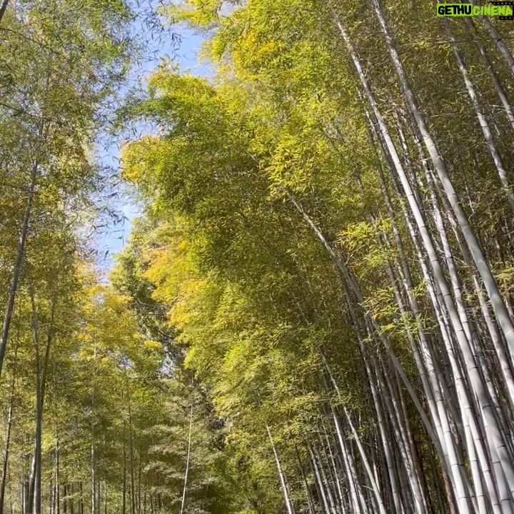 Gelsea Mae - 3 Likes - Lost in the enchanting whispers of Arashiyama bamboo forest ๐ฟโจ
-
-
#arashiyamabambooforest #bambooforestkyoto #bambooforest
#honeymoon #honeymoondestination #honeymoontime #japan #tokyo #ueno #uenopark #uenoparktokyo #tokyotokyo #tokyojapan #tokyotower #tokyofood #tokyofoodie #japanfood #japanlife #japanculture #japanphotography #kyotobambooforest #tokyotravel #osaka #japanawaits #japanfoods #cherryblossomseason #japancherryblossom #japancherryblossoms #kyoto