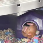 Gemma Whelan Instagram - We got a hamster. She sleeps like a drunk. I love her 😍 x