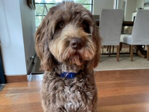 Georgie Gardner Instagram - Happy 6th Birthday to our beloved Wilbur who never fails to make us feel happy (except when he devours the cheese platter) #portuguesewaterdog