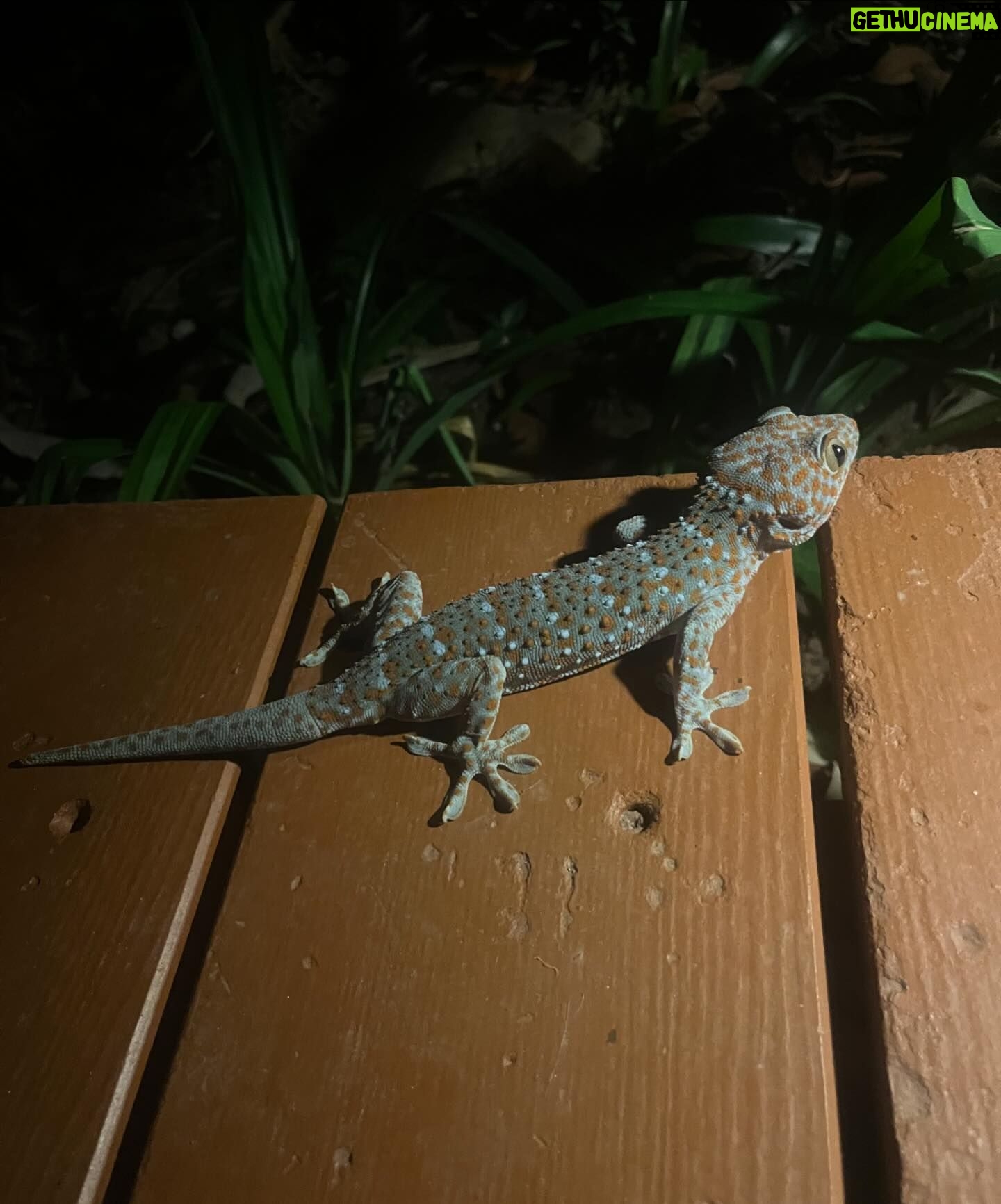 Georgie Henley Instagram - mainly a study in all creatures great and small (and unfortunately no evidence of food consumed though every bite was wondrous)