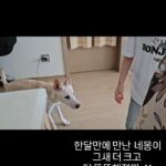 Gi So-you Instagram - 네몽이♡ 너무 사랑스러운 🐶🐕 조만간 또 보아~^^ 만나면 수다하느라 시간이 어찌가는지 모르겠어요~ 조만간 또 보아용♡ ㆍ ㆍ ㆍ ㆍ #유네몽#너무이쁜강아지#기소유#좋은시간보내기❤️ #수다삼매경 #시간이왜이리빨리가는지🚀 #선영엄마#또같이작품하고싶다#너무좋은분 #배우고싶은게많은분