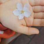 Gi So-you Instagram - 나하고는 다르게 꽃을 좋아하는 소유 🌸 벚꽃 🌸 💛 ㆍ ㆍ ㆍ ㆍ ㆍ #벚꽃#꽃조아#기소유#귀요미#봄이오는구나