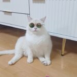 Gi So-you Instagram - 우리집 대빵 소망이♡ 멋찌다~ 이제 소망 오빠라고 해야지~ㅋ 그와중에 저 뱃살 어쩔꺼~ ㆍ ㆍ ㆍ ㆍ #소망이#서열1위#대장님#한껏멋부림 #멋찌다👍 #저뱃살어쩔껴😂 #그래도멋찜