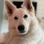 Gibi ASMR Instagram - Good morning and good night from Satine ✨