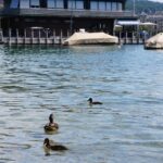 Gibi ASMR Instagram - Quick but optimal time in Zürich - great stay, great beer, great food, and baby ducks 🥹 Berlin next!!!!