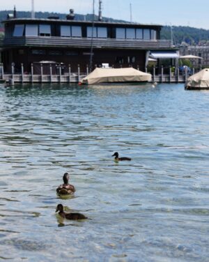 Gibi ASMR Instagram - Quick but optimal time in Zürich - great stay, great beer, great food, and baby ducks 🥹 Berlin next!!!!